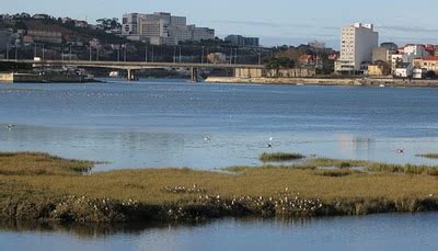 Aves de la Ría do Burgo, A Coruña: Censo de aves acuáticas ...