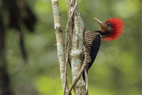 Aves de la Selva Misionera: el Carpintero Cara Canela, el más raro de ...