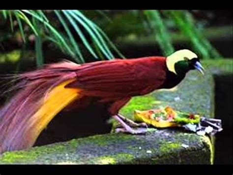 Aves De La Selva   YouTube