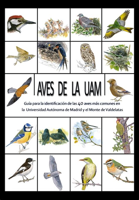 Aves de la UAM | SEO Monticola