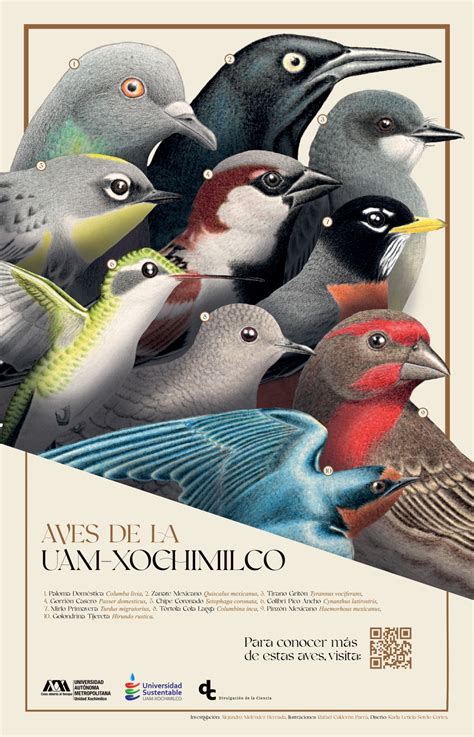 Aves de la UAM Xochimilco – Cauce