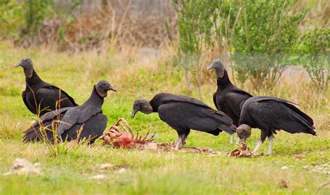 Aves de la VIII Region del Bio Bio: Jote de cabeza negra ...