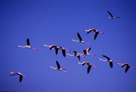 Aves de Marbella: Flamencos en vuelo