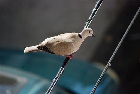 Aves de Marbella: La otra tórtola.