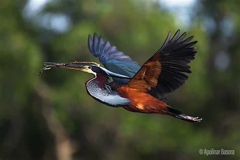 Aves de México | Biodiversidad Mexicana