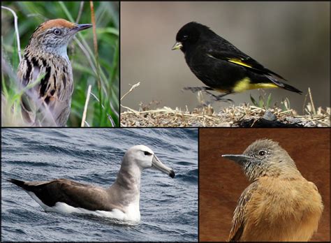 Aves de Salta, Tucumán, Buenos Aires y el mar Argentino. | Aves Argentinas