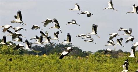 Aves de Tabasco en peligro de extinción por sequía e incendios