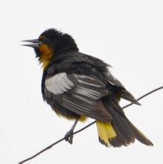 Aves de Xochimilco · iNaturalist