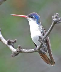 Aves de Xochimilco · iNaturalist