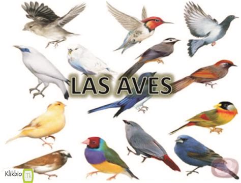 Aves Definition Characteristics Classification | Domain ...