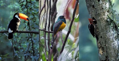 Aves del alto Iguazú – Misiones | Yacutinga Blog