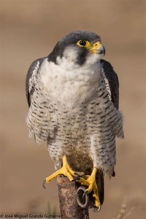 AVES DEL CIELO   BIRDS OF HEAVEN: Falco peregrinus calidus ...