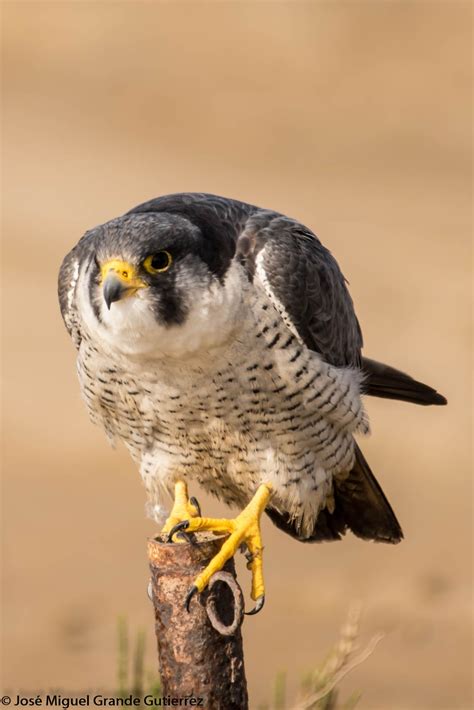 AVES DEL CIELO   BIRDS OF HEAVEN: Falco peregrinus calidus ...