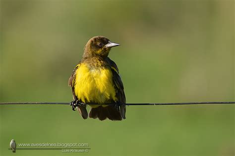 Aves del Nea: Pecho amarillo común  Brown and yellow Marshbird ...