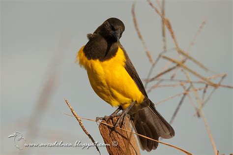 Aves del Nea: Pecho amarillo grande  Yellow rumped marshbird ...