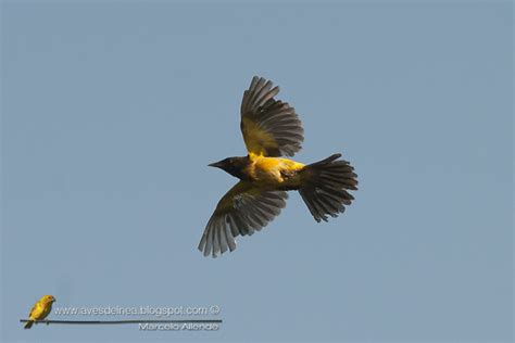 Aves del Nea: Pecho amarillo grande  Yellow rumped Marshbird ...