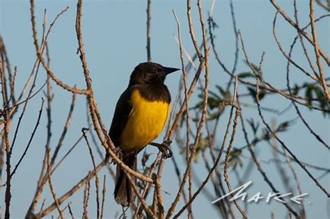 Aves del Nea: Pecho amarillo grande  Yellow rumped marshbird