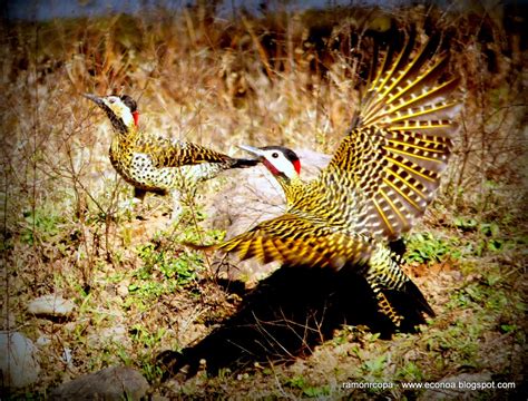 Aves del NOA y algo mas..: Carpintero real Colaptes melanochloros