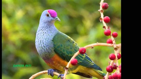 AVES DEL PARAISO Birds of Paradise Oiseaux de paradis ...
