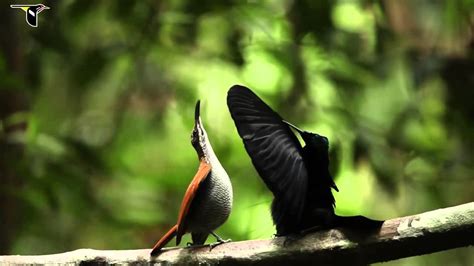 Aves del paraíso_Nueva Guinea   YouTube