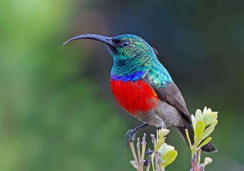 Aves del Paraíso   Paradise Exotic Birds