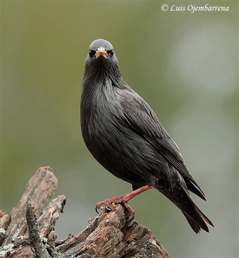Aves del Valle de Mena: Estornino Negro