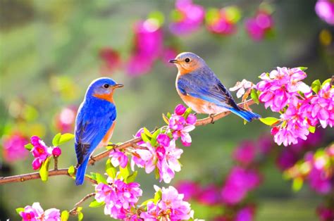 Aves   descubra cómo atraer los pájaros a su jardín usando ...