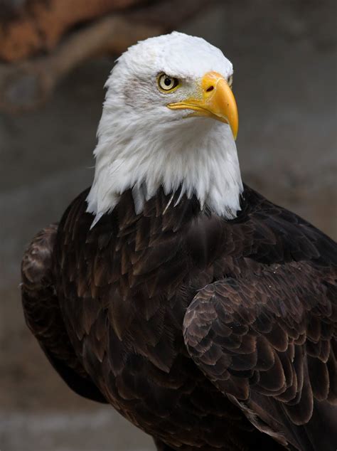 Aves em geral | Águia careca, Águia americana, Fotos de aguia