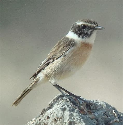 Aves en Canarias: Las aves en Canarias