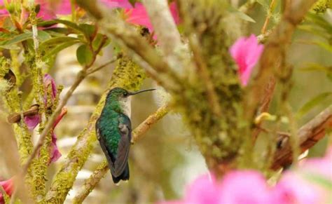 Aves en Colombia: ¿Cuántas especies están en peligro de ...