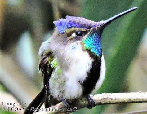 Aves en Latinoamérica: 5 historias fascinantes de conservación