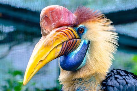 Aves en peligro de extinción: cuáles son