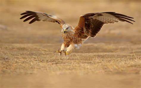 Aves en peligro de extinción en España