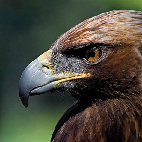Aves en peligro de extinción en España