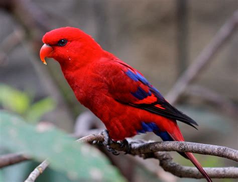 Aves en peligro de extincion en Mexico.: Aves en peligro de extincion