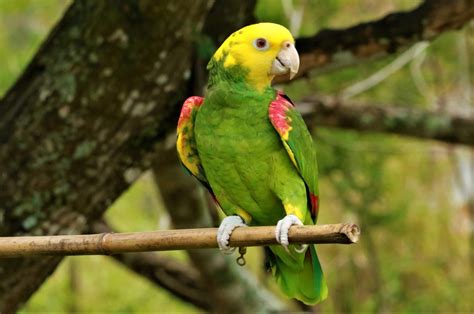 Aves en peligro de extinción en Veracruz aparecen durante pandemia de ...