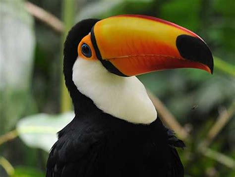 Aves en peligro de extinción fueron aseguradas en Quintana Roo