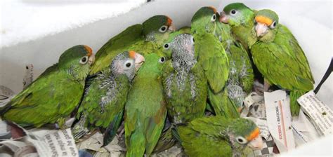 Aves en peligro de extinción fueron rescatadas en ...
