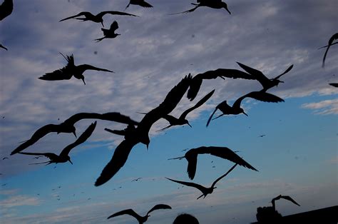 aves en vuelo Imagen & Foto | naturaleza diversa , algunas ...