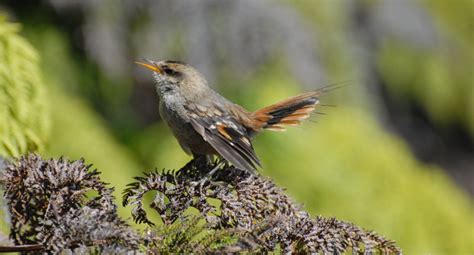 Aves endémicas de Chile