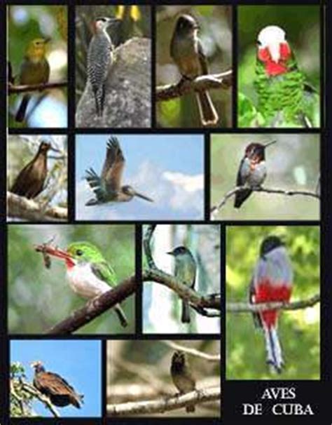 Aves endémicas de Cuba   EcuRed