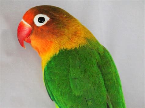 Aves Exóticas   Agronatura tienda online para animales