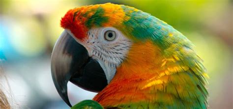 Aves exóticas de Australia – Aquí aprenderás las ...