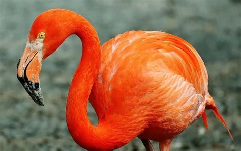Aves exóticas: Especies, características, hábitat y mucho más