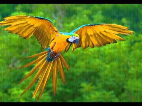 Aves Exóticas !  Exotic Birds    YouTube