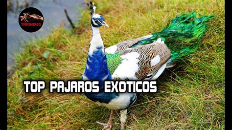 AVES EXOTICAS: Pajaros exoticos – Las aves mas bellas del ...