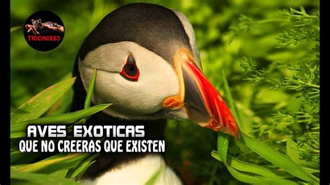 Aves exoticas que no creeras que existen – Aves exoticas ...