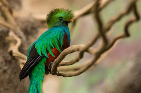 Aves extintas en México   EL SOL SALE PARA TODOS
