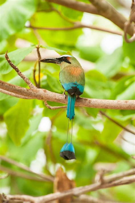 Aves extraordinarias de México | Aves, Pajaros, Animales
