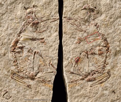 Aves fósiles, nuevos datos sobre la formación de sus huesos y sus ...